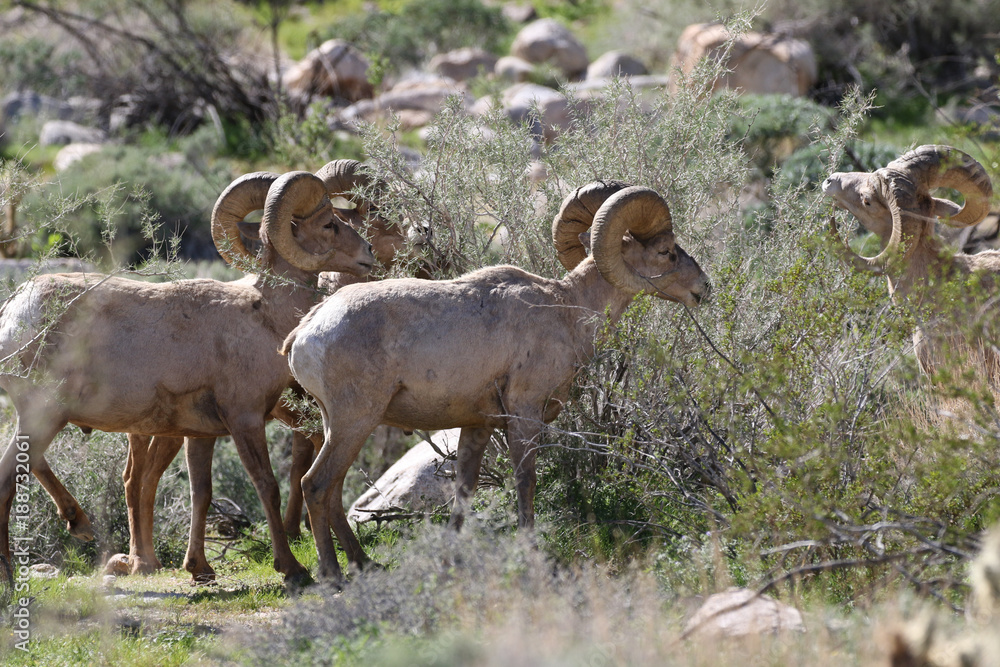 Obraz premium Desert Bighorn Sheep - Ovis canadensis nelsoni