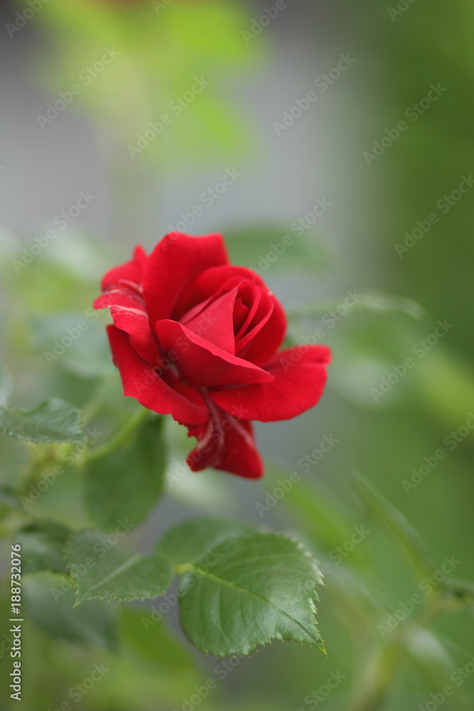 Valentine's Day, red roses, March 8, greeting card with flowers on holiday, natural background, declaration of love, red flowers in pop art style, minimalism, art Valentine's Day, red roses, March 8, greeting card with flowers on holiday, natural background, declaration of love, red flowers in pop art style, minimalism, art