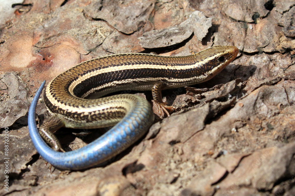 Western Skink - Plestiodon skiltonianus Western Skink - Plestiodon skiltonianus