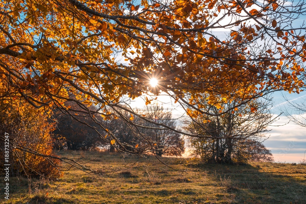 Fototapeta premium Albero autunnale
