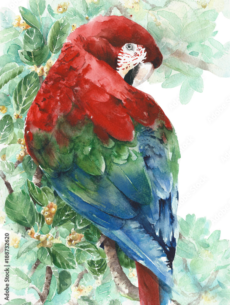 Obraz Papuziej ara czerwieni zieleni błękitny ptasi obsiadanie na drzewnej akwarela obrazu ilustraci odizolowywającej na białym tle