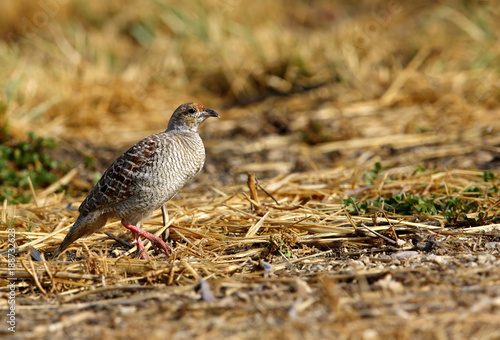 Grey francolin, Bahrain 