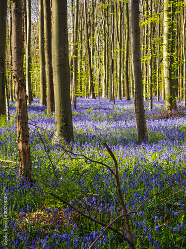 Early morning sun beams shining through the beech woodland illuminating the vibrant purple bluebell carpet, Hallerbos, Belgium