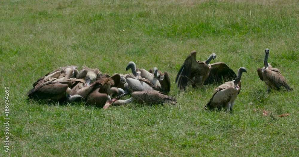 Lappet-Faced & Ruppell'S Vultures At Kill Lappet-Faced & Ruppell'S Vultures At Kill