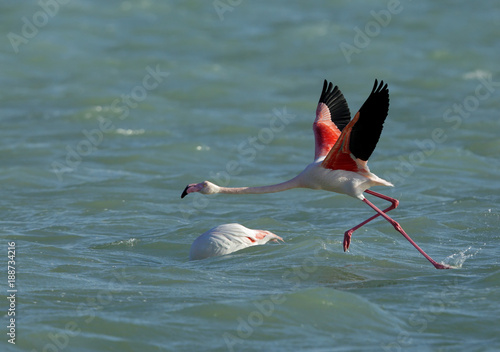 Greater Flamingos running to fly, Eker creek, Bahrain 