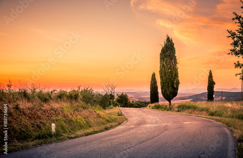 Cypress tree by the road
