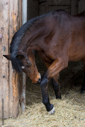 Fototapeta Naklejka Na Ścianę i Meble -  brown horse beauty in stable