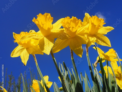 Fototapeta Naklejka Na Ścianę i Meble -  Narzissen unter blauen Himmel!