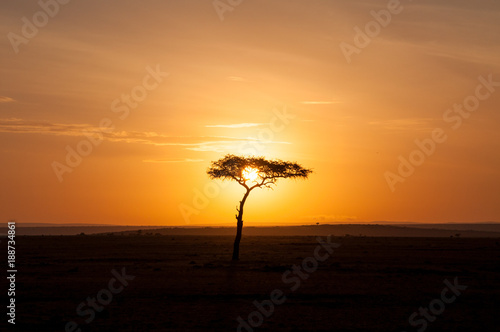 Sunrise Acacia Kenya