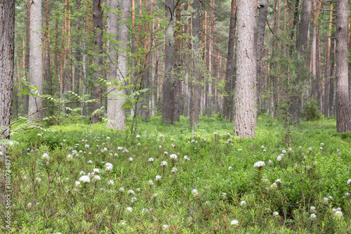 Fototapeta Naklejka Na Ścianę i Meble -  The blossoming rosemary in the pine wood. Spring, Latvia.