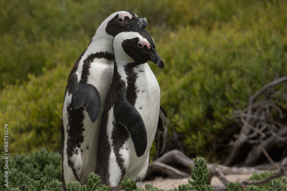 Fototapeta premium Penguin - Penguen