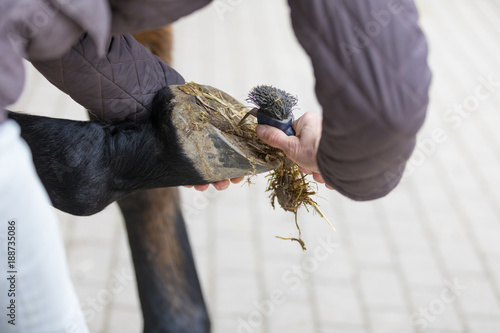 Fototapeta Naklejka Na Ścianę i Meble -  cleaning the hoof of a horse