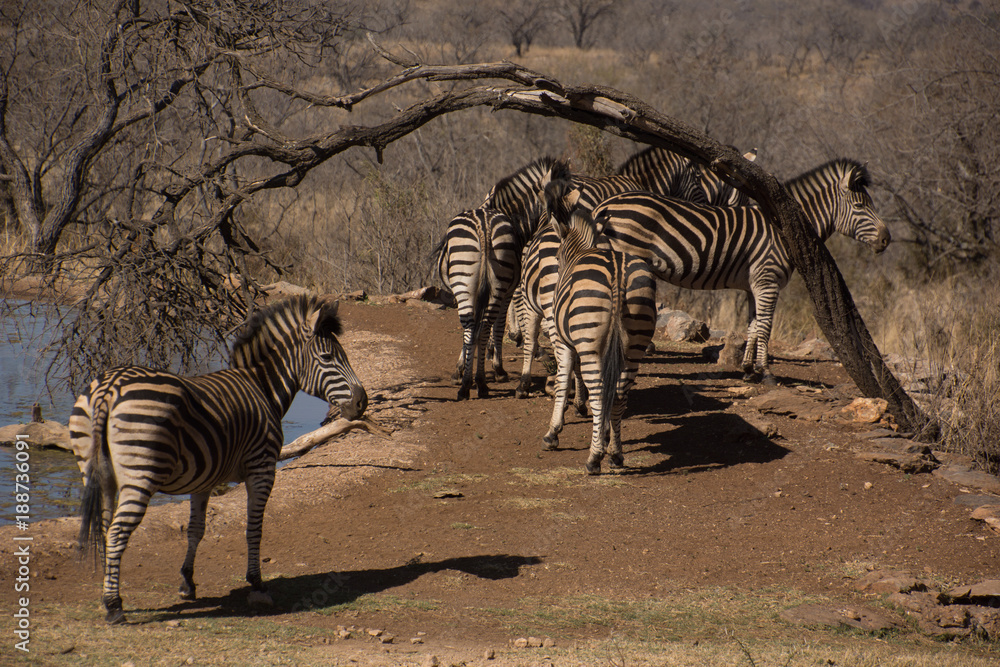 Obraz premium Zebra