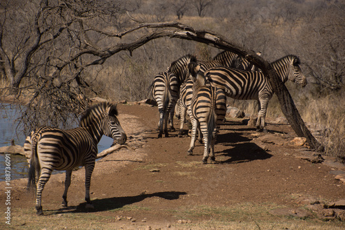 Zebra