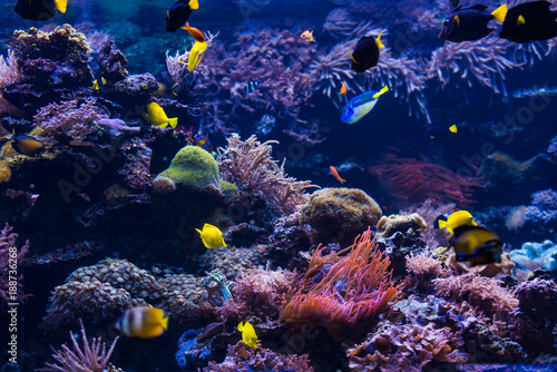 Fototapeta Naklejka Na Ścianę i Meble -  Underwater scene. Coral reef, colorful fish groups