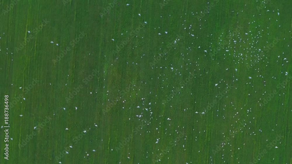 Seagulls take flight from field covered with fog at sunrise, slow motion aerial Seagulls take flight from field covered with fog at sunrise, slow motion aerial