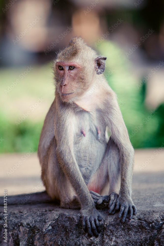 Fototapeta premium Portrait of brown macaque monkey sitting on road