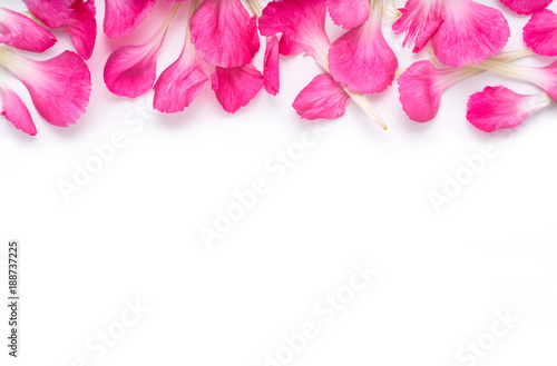 Fototapeta Naklejka Na Ścianę i Meble -  Pink carnation flower petal banner. Petals isolated on a white background.