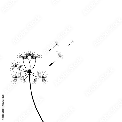 black silhouette with flying dandelion buds on a white background