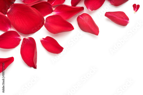 Fototapeta Naklejka Na Ścianę i Meble -  Red rose flower petal banner. Rose petals isolated on a white background.