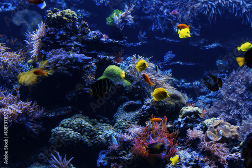 Fototapeta Naklejka Na Ścianę i Meble -  tropical Fish on a coral reef. Underwater coral fish