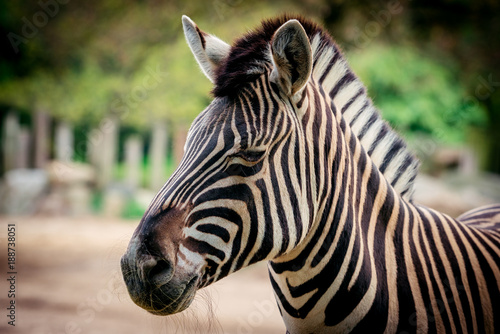 Zebra close up portrait