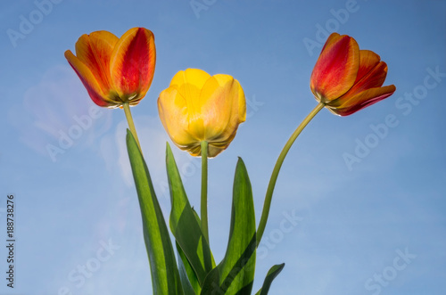 Three tulips lit by the sun against the blue sky.