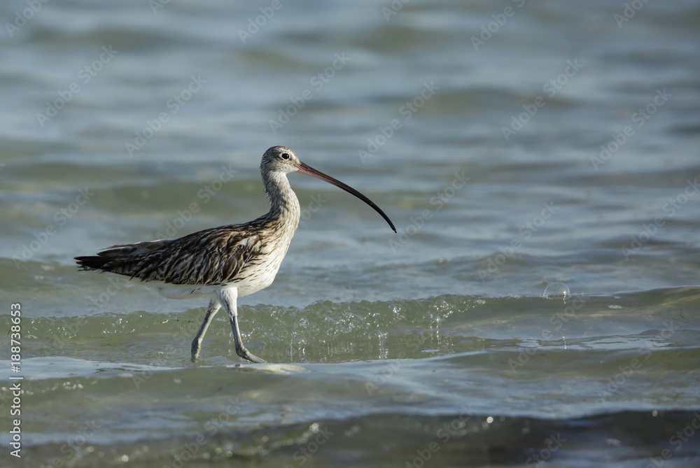 Eurasian curlew at Busaiteen coast, Bahrain Eurasian curlew at Busaiteen coast, Bahrain