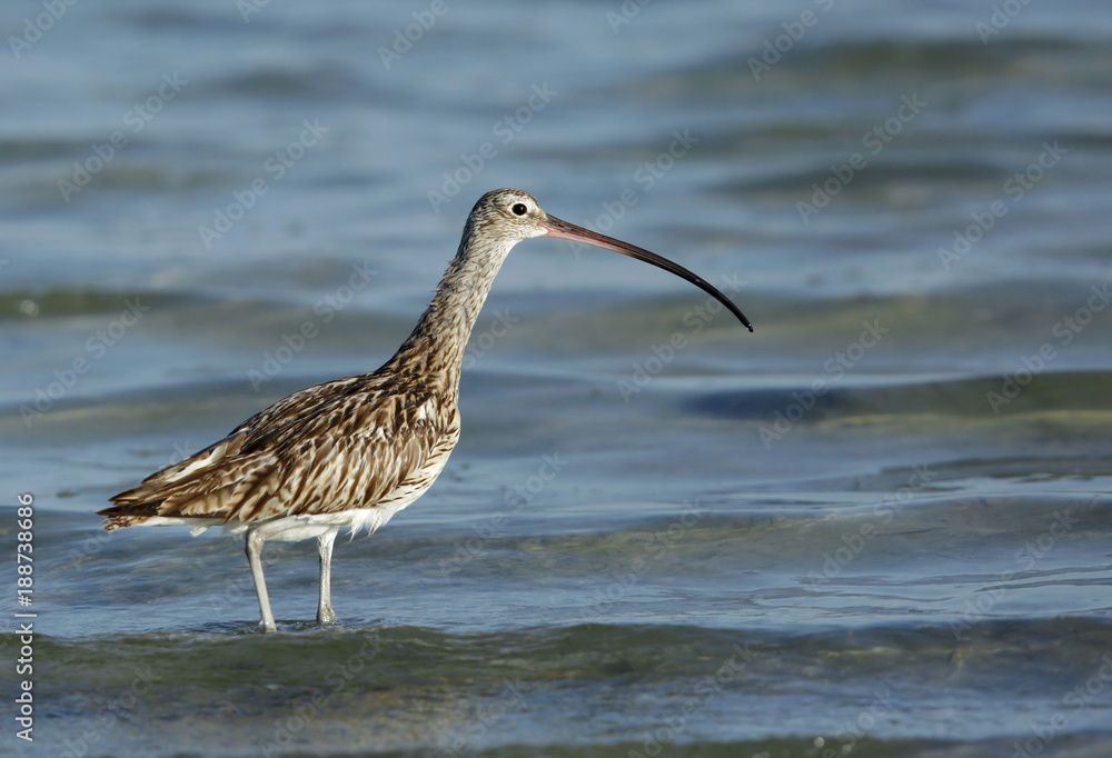 Eurasian curlew Eurasian curlew