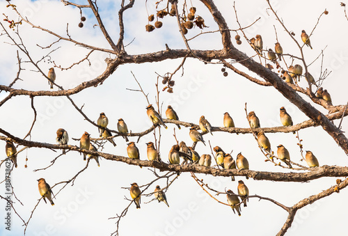 Cedar Waxwing Birds Resting. A flock of Cedar Waxwing birds resting amongst bare tree branches.