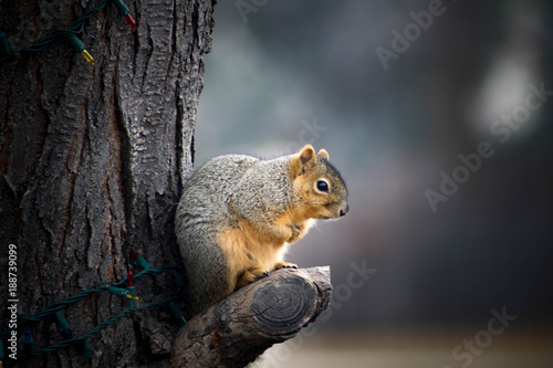 Chilly squirrel