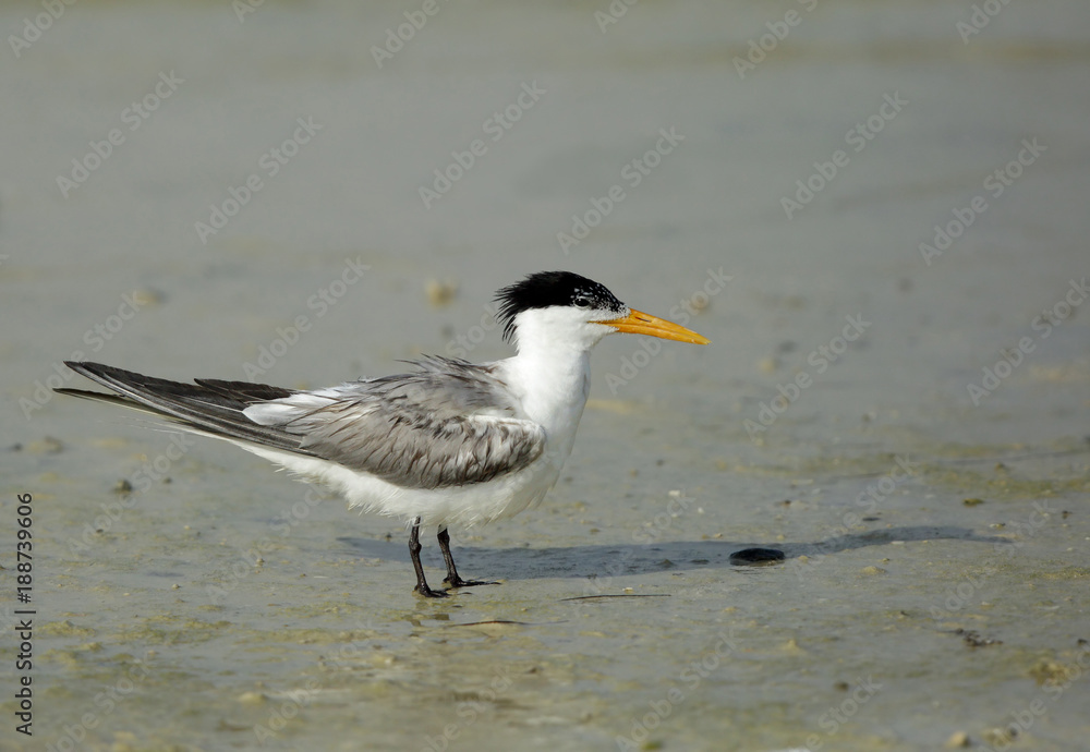 Fototapeta premium Lesser Crested tern at Busaiteen coast, Bahrain