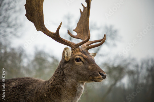 Fallow male deer in the forest  wildlife of Europe