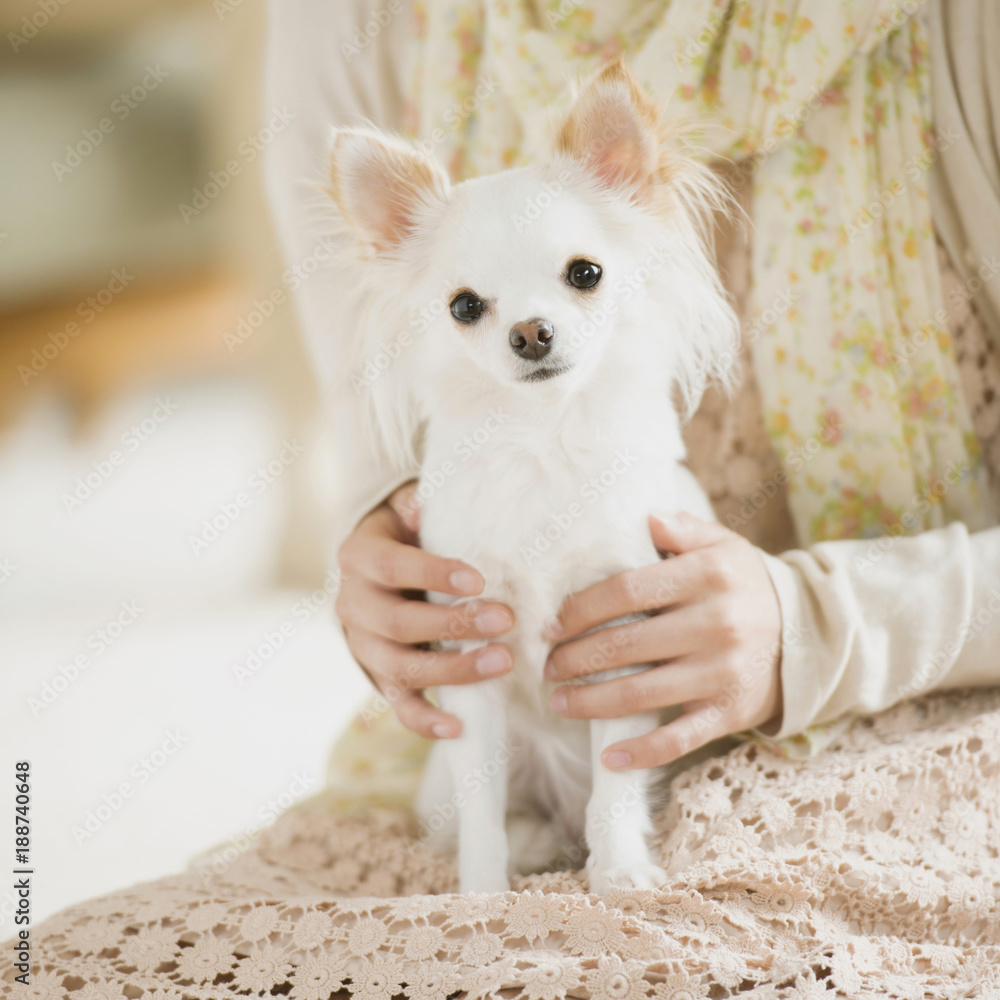 女性の膝の上に座る犬 Stock 写真 Adobe Stock 女性の膝の上に座る犬 Stock 写真 Adobe Stock