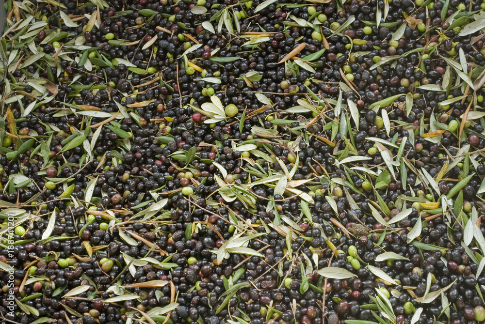 harvesting olives from plants, in a tank, washed, cleaned with machine in olive oil factory that produces extra virgin oil, before process of pressing, food, harvesting olives from plants, in a tank, washed, cleaned with machine in olive oil factory that produces extra virgin oil, before process of pressing, food,