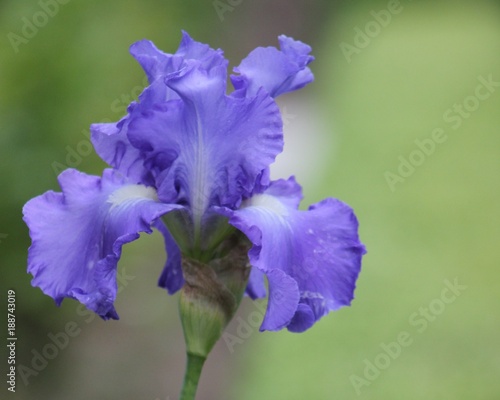 Blue Bearded Iris