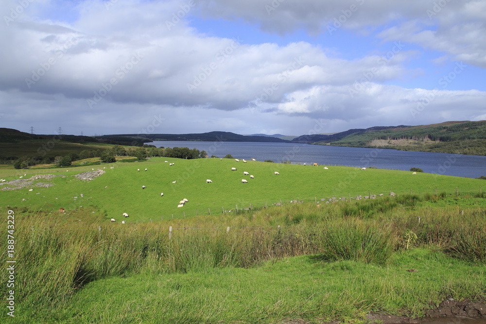 Wiese, Weide am Loch Duntelchaig, Inverness shire im schottischen Hochland, 