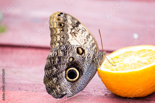 Butterfly eats fruits