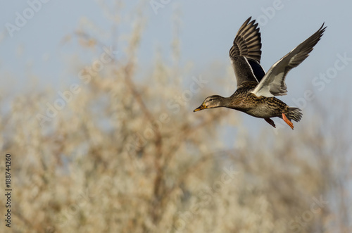 Mallard Duck Flying Past the Autumn Trees © rck