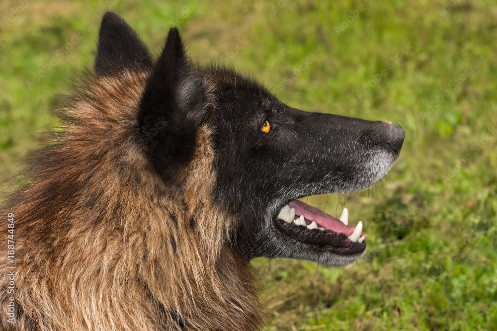 Naklejka premium Black Phase Grey Wolf (Canis lupus) Profile