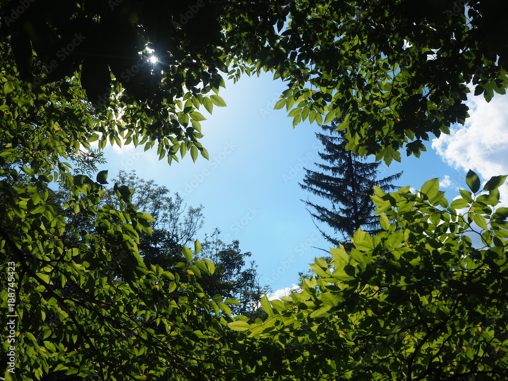 Obraz premium Daumen hoch im Wald!!