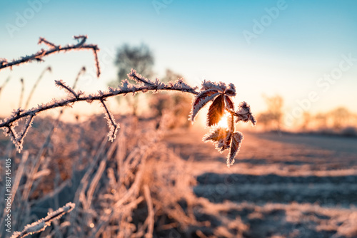 Winterzauber -Eiskristalle auf Sträuchern im Gegenlicht der aufgehenden Sonne