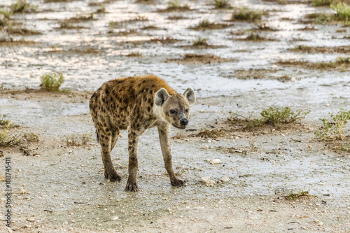 Tüpfelhyäne, spottet hyena, Crocuta crocuta photo