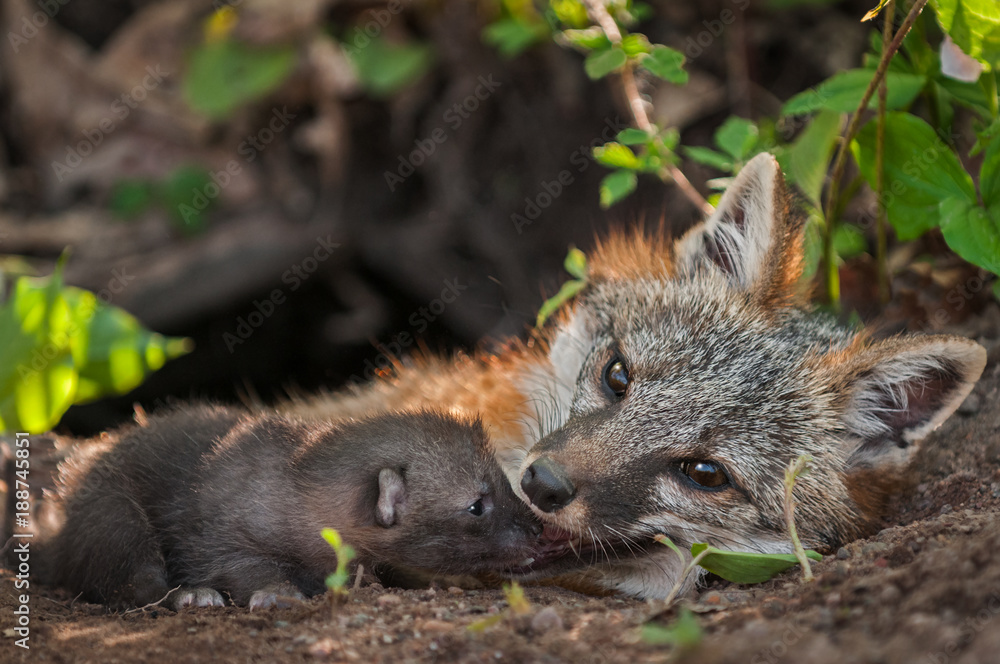 Grey Fox (Urocyon cinereoargenteus) Vixen With Kit at Mouth
