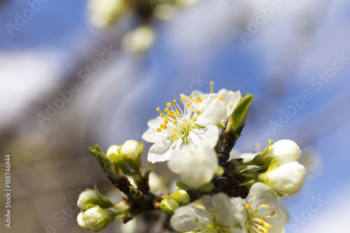 White flowers on blue background