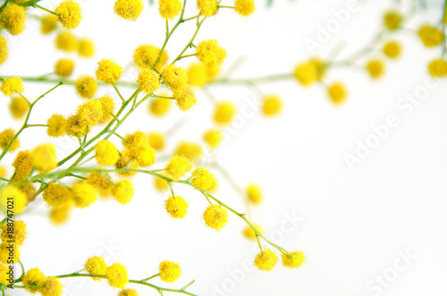 Mimosa (silver wattle) flowers branch isolated on white background