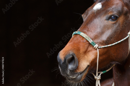 Fototapeta Naklejka Na Ścianę i Meble -  Pferd mit Indianerhalfter