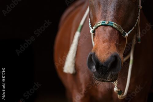 Fototapeta Naklejka Na Ścianę i Meble -  Pferd mit Indianerhalfter