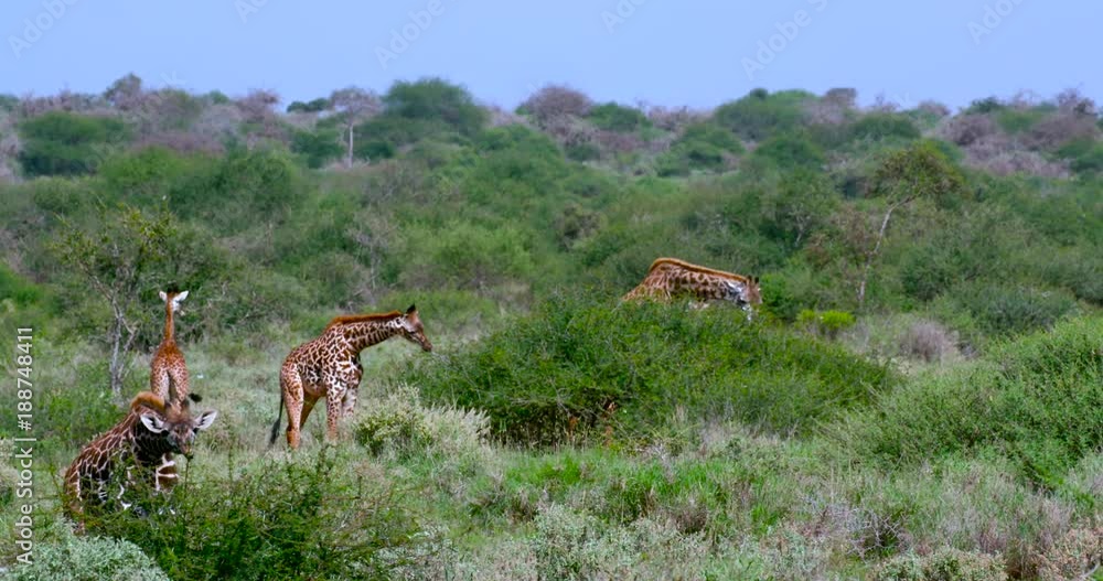 Herd Of Masai Giraffes Grazing; Amboseli & Just Outside; Amboseli, Kenya, Africa Herd Of Masai Giraffes Grazing; Amboseli & Just Outside; Amboseli, Kenya, Africa