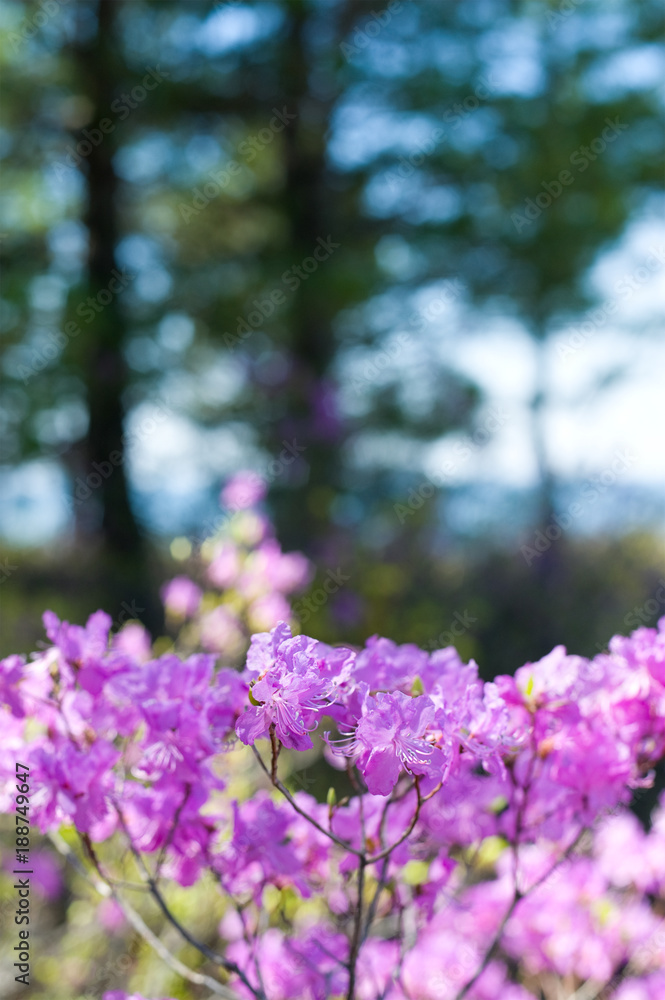 Obraz premium rhododendron dauricum